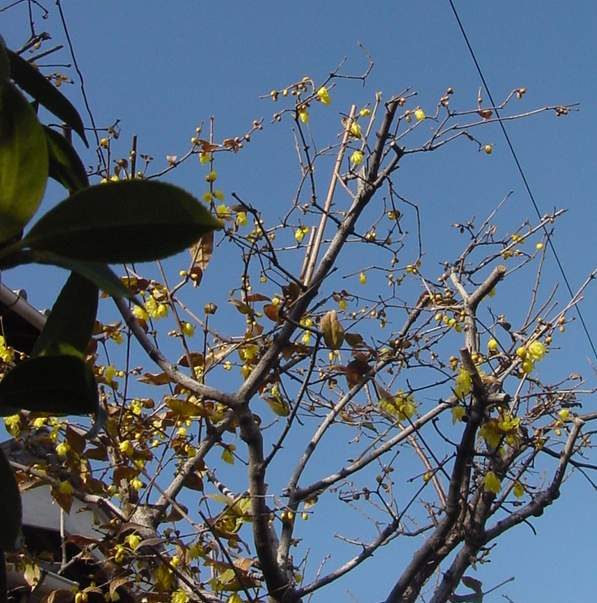 Dsc00333
