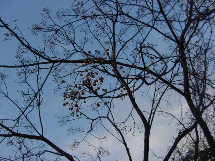 Dsc00339