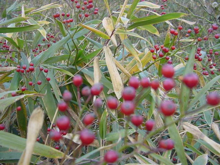 Dsc00340_1