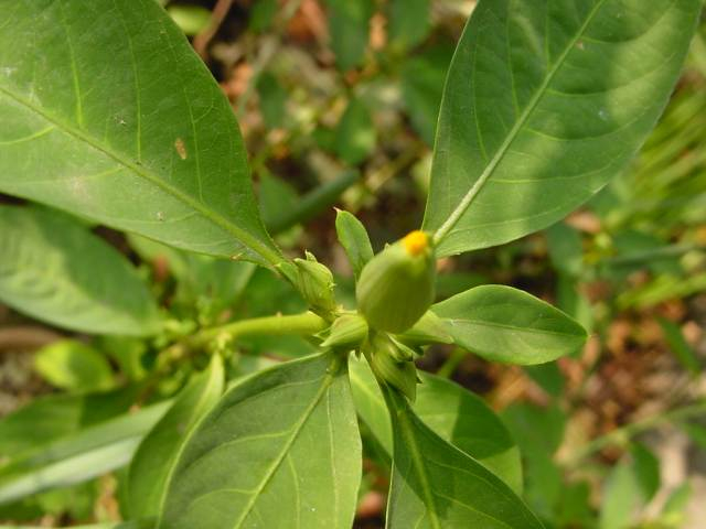 Dsc00347