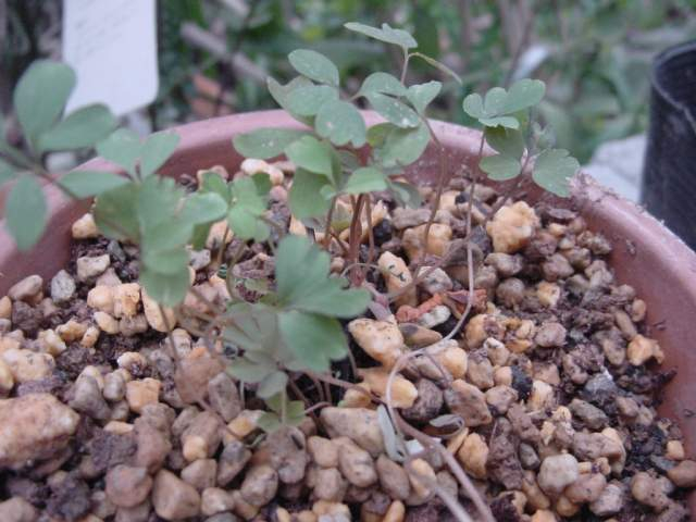 Dsc00357_1