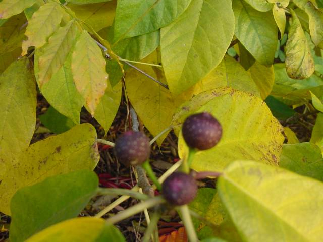Dsc00361