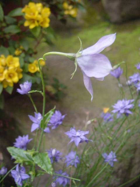 Dsc00378_2
