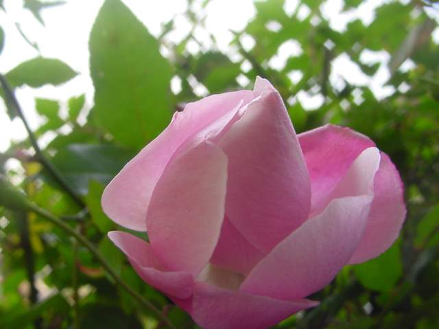 Dsc00379_2