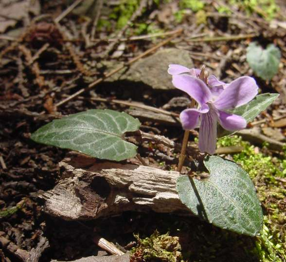 Dsc00388_1