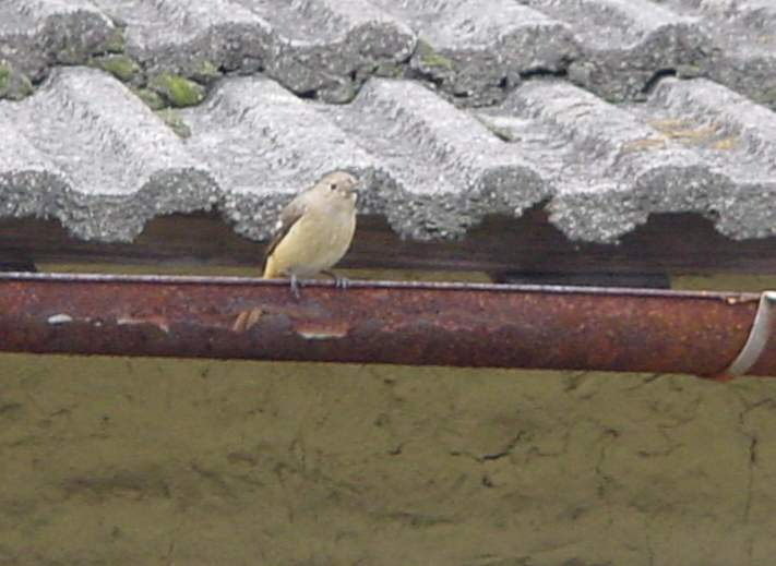 Dsc00391_1