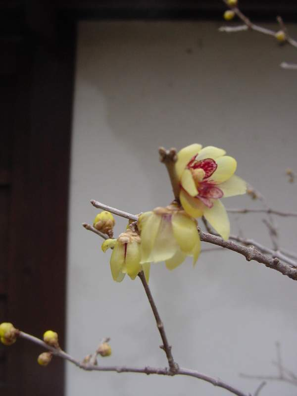 Dsc00394_1