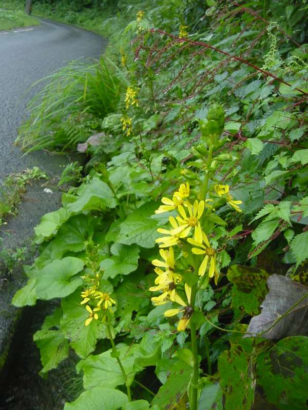 Dsc00406_2