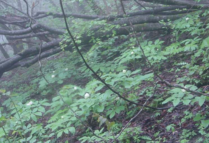 Dsc00408_2