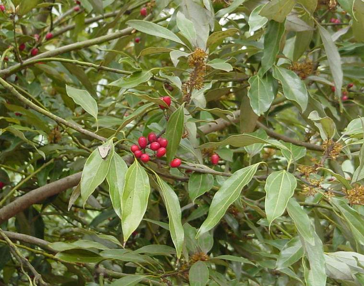 Dsc00410_1