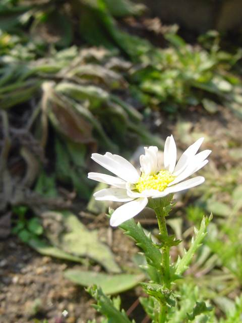 Dsc00411