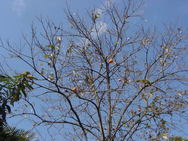 Dsc004141