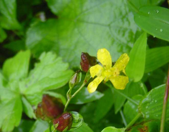 Dsc00414_1