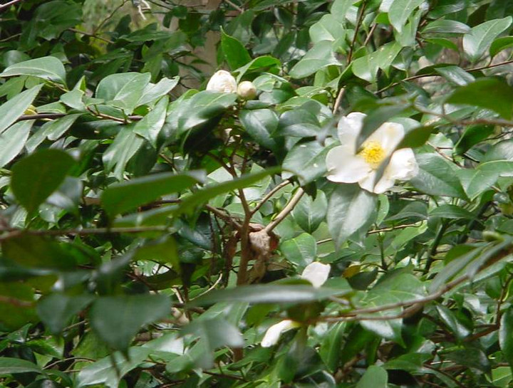 Dsc00415