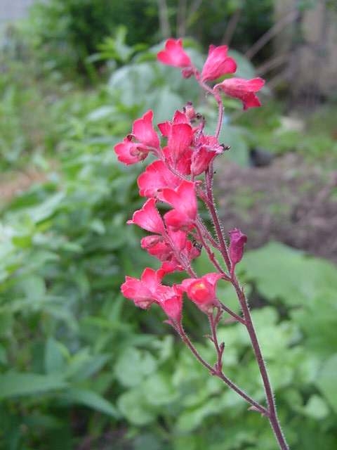 Dsc00417_2