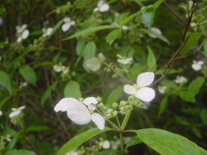 Dsc00422_1