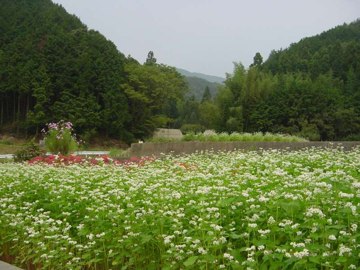 Dsc00423_3