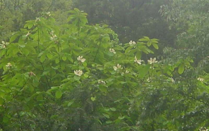 Dsc00426