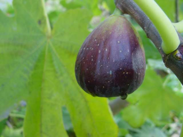 Dsc00431