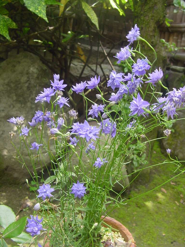 Dsc00433_1