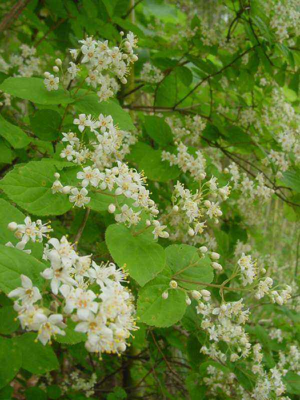 Dsc00434_4