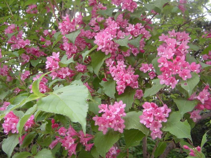 Dsc00437_3