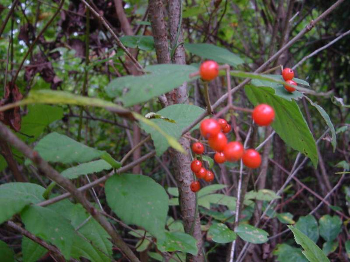 Dsc00439_2