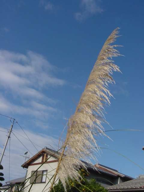 Dsc00440