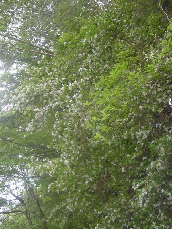 Dsc00444_1