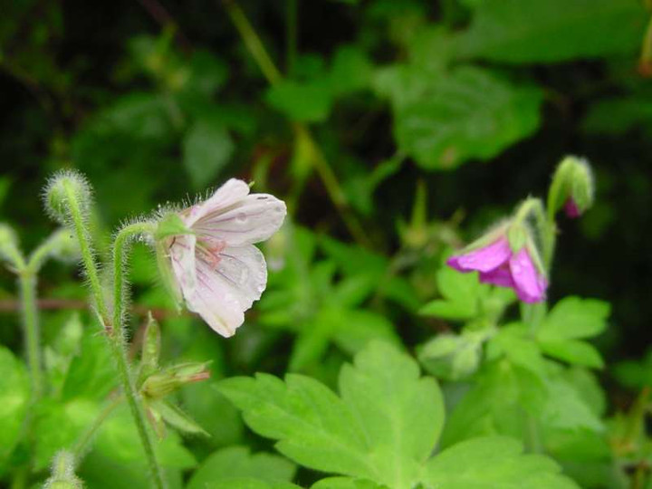 Dsc00444_2