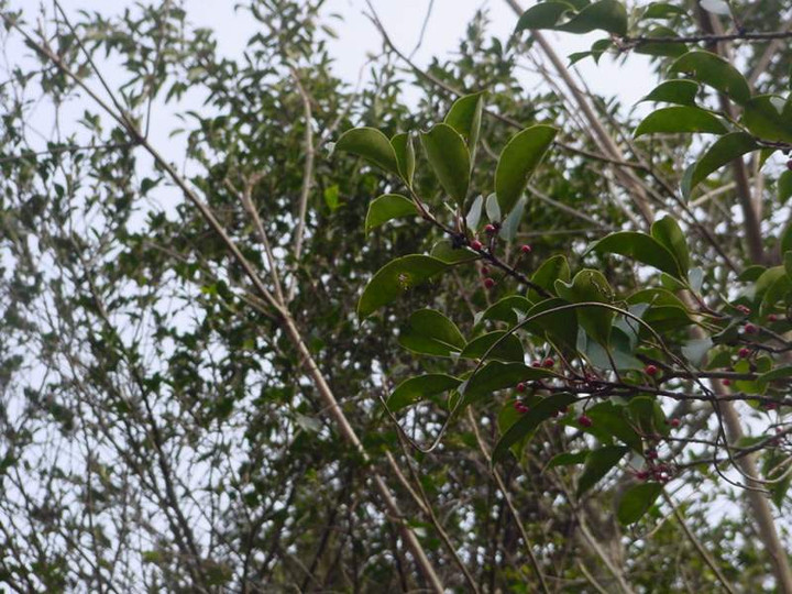 Dsc00445_1