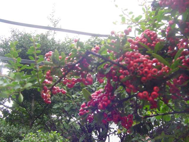 dsc00446