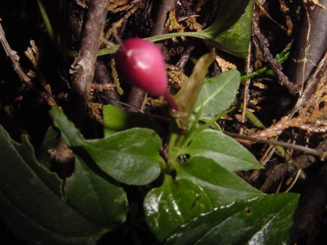 Dsc00448