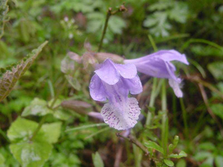 Dsc00448_4