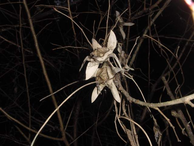 Dsc00449