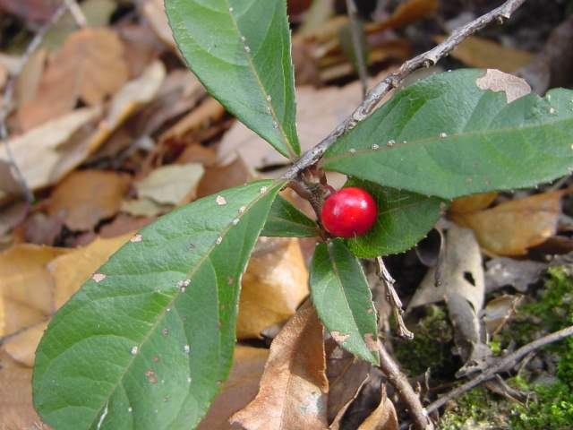 Dsc00449_1