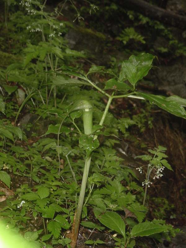 Dsc00466_1
