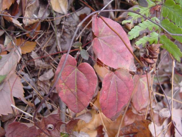 Dsc00477