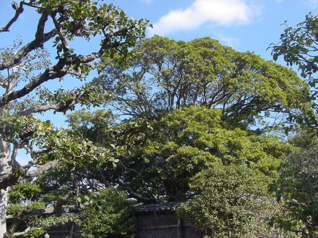 Dsc00477_1