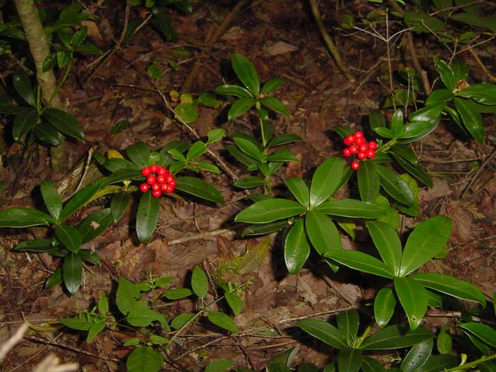 Dsc00486_1