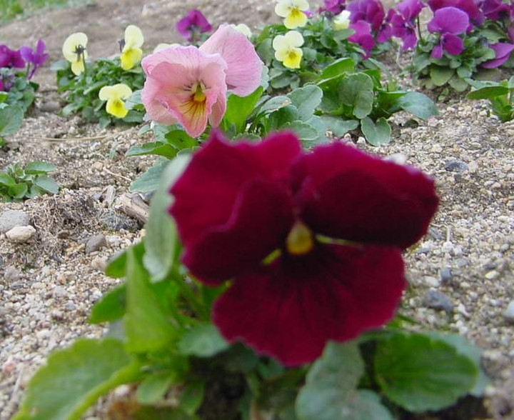 Dsc00503
