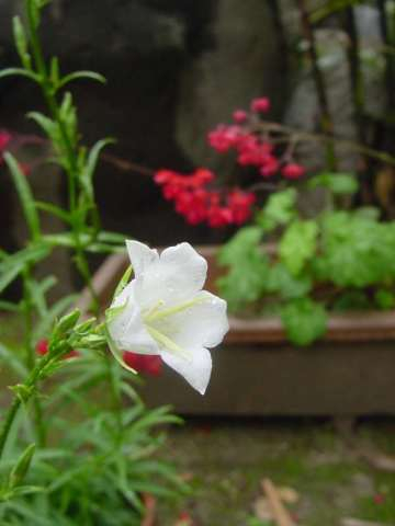 dsc00511