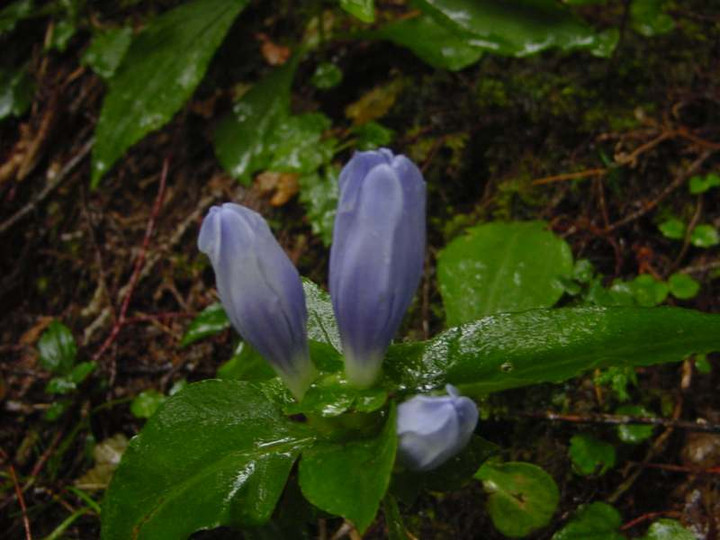 Dsc00516_1