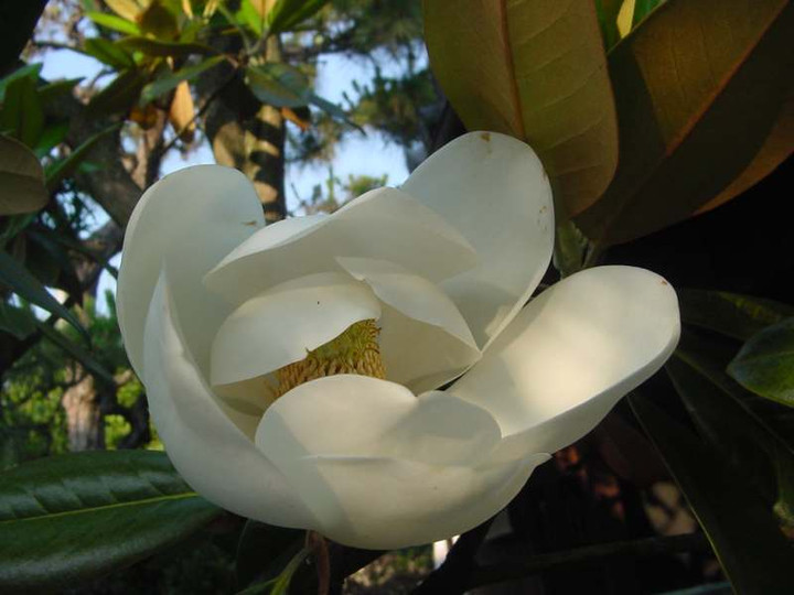Dsc00527