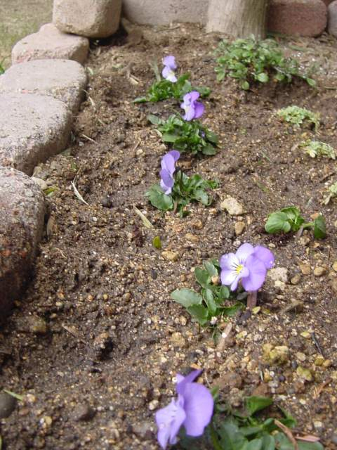 Dsc00531_1