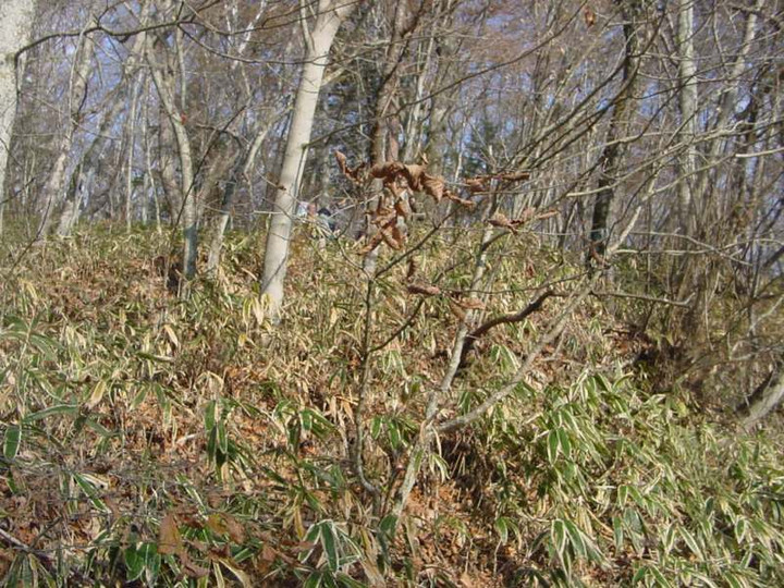 Dsc00533