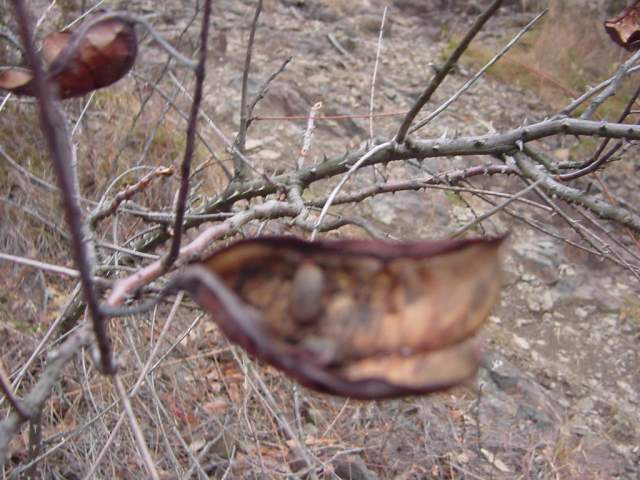 Dsc00545