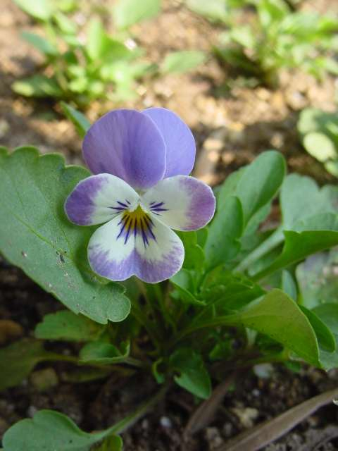 Dsc00548_1