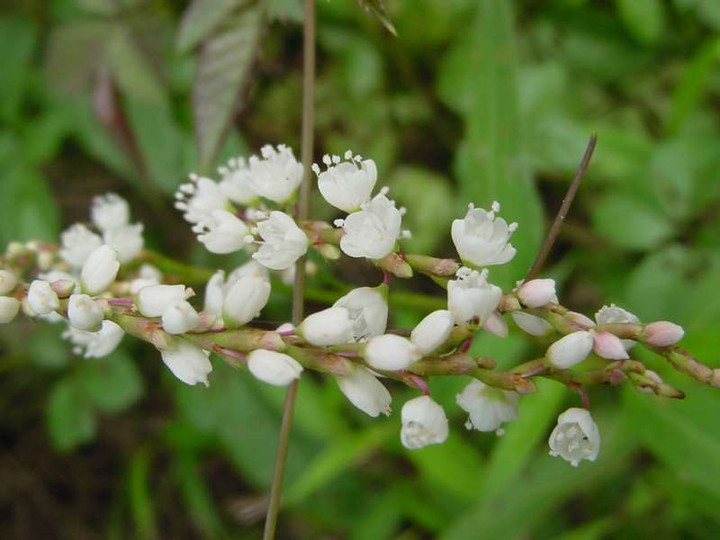 Dsc00550