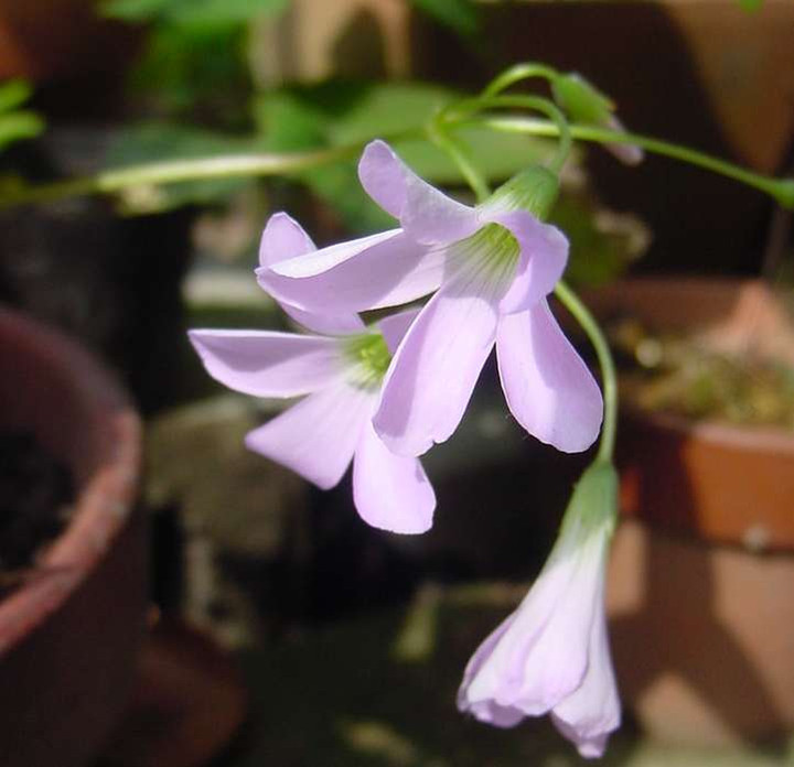 Dsc00561_1